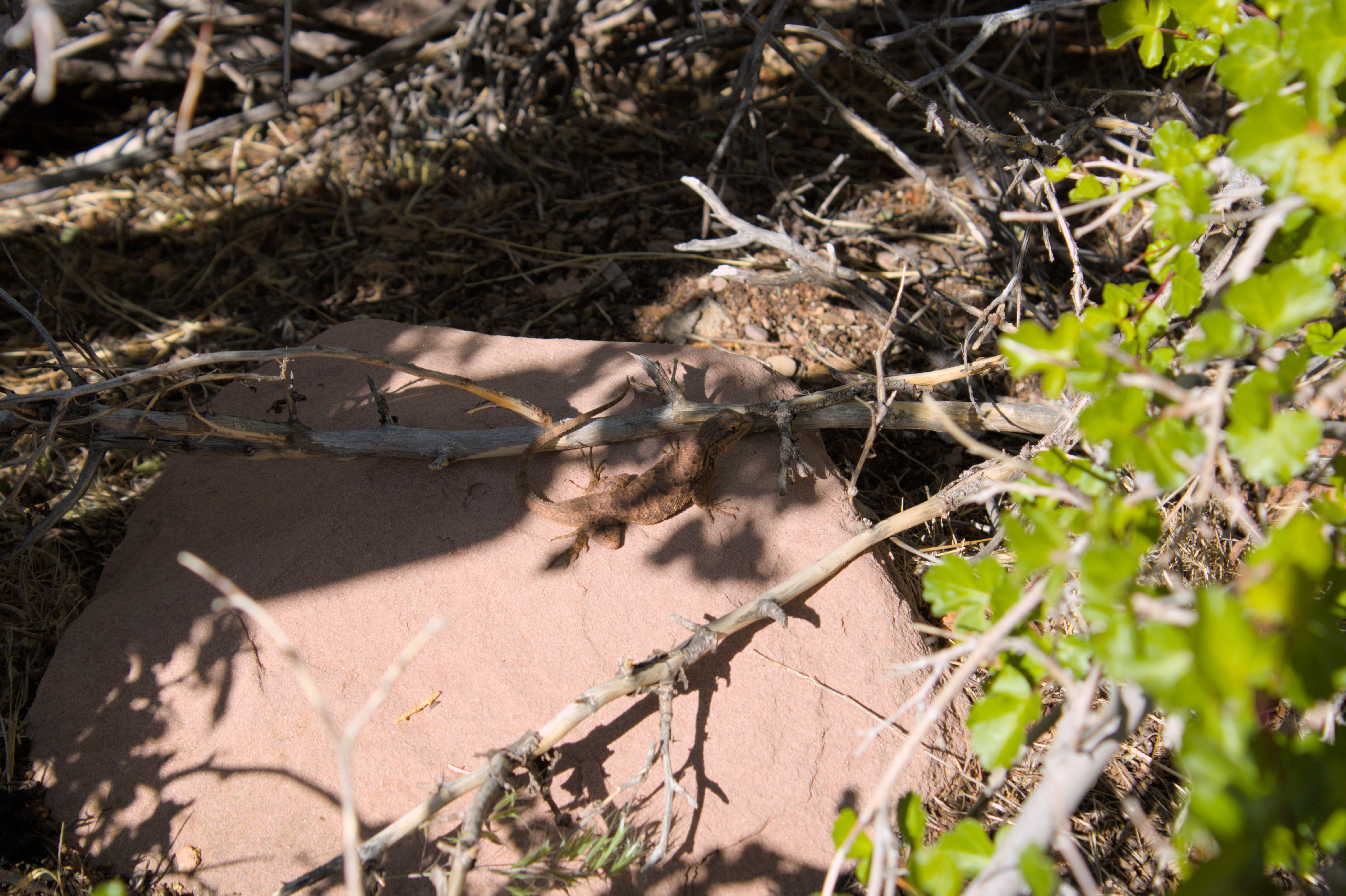 Photo 44